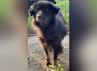 Kayra, geb. ca. 09/2018, lebt in GRIECHENLAND, im städt. Tierheim Serres