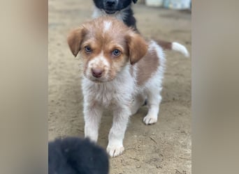 Nyli, geb. ca. 10/2025, lebt in GRIECHENLAND, auf einer privaten Pflegestelle