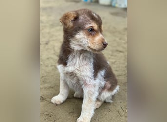 Krysante, geb. ca. 10/2025, lebt in GRIECHENLAND, auf einer privaten Pflegestelle