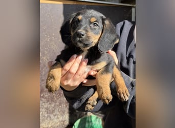 Loxie, geb. 12/2025, lebt in GRIECHENLAND, auf einer privaten Pflegestelle