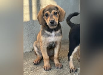Lenny, geb. ca. 05/2026, lebt in GRIECHENLAND, im städt. Tierheim Serres