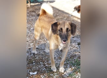 Fritz, geb. ca. 05/2022, lebt in GRIECHENLAND, im städt. Tierheim Serres