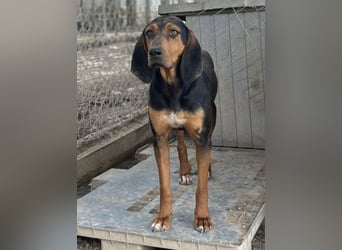 Brios, geb. ca. 12/2024, lebt in GRIECHENLAND, im städt. Tierheim Serres