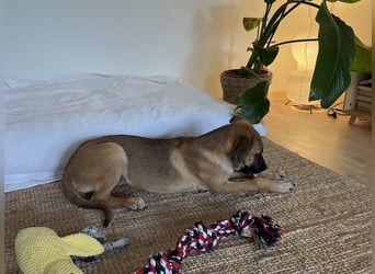 Dickie, geb. ca. 11/2025, lebt bei einer Familie in 46236 Bottrop