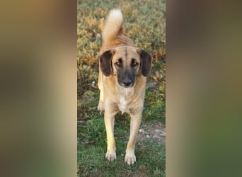 Fritz, geb. ca. 05/2022, lebt in GRIECHENLAND, im städt. Tierheim Serres