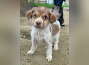 Nyli, geb. ca. 10/2025, lebt in GRIECHENLAND, auf einer privaten Pflegestelle