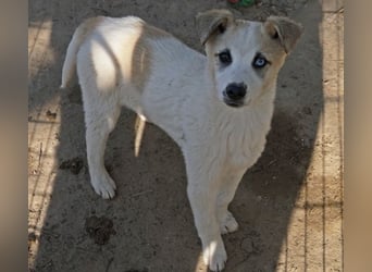 Maple, geb. ca. 12/2025, lebt auf einer Pflegestelle in 52531 Übach-Palenberg