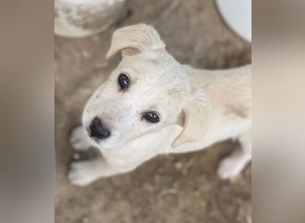 Mochina, geb. ca. 01/2026, lebt in GRIECHENLAND, auf einer privaten Pflegestelle