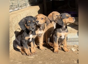 Lorex, geb. ca. 12/2025, lebt in GRIECHENLAND, auf einer privaten Pflegestelle