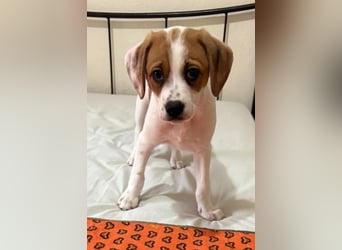 Sprite, geb. ca. 11/2025, lebt in GRIECHENLAND, auf einer privaten Pflegestelle