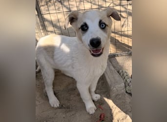 Maple, geb. ca. 12/2025, lebt auf einer Pflegestelle in 52531 Übach-Palenberg