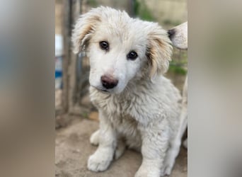 Tiramisu, geb. ca. 01/2026, lebt in GRIECHENLAND, auf einer privaten Pflegestelle