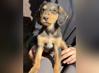 Lior, geb. ca. 12/2025, lebt in GRIECHENLAND, auf einer privaten Pflegestelle