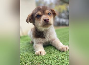 Krysante, geb. ca. 10/2025, lebt in GRIECHENLAND, auf einer privaten Pflegestelle