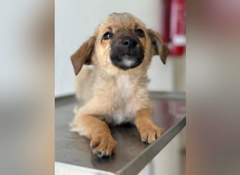 Ronja, geb. ca. 04/2026, lebt in GRIECHENLAND, auf einer privaten Pflegestelle
