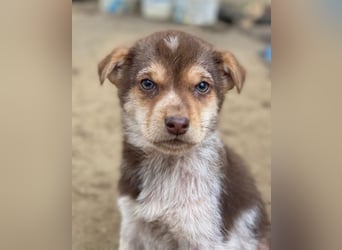 Krysante, geb. ca. 10/2025, lebt in GRIECHENLAND, auf einer privaten Pflegestelle