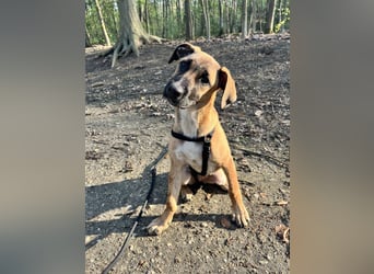 Dickie, geb. ca. 11/2025, lebt bei einer Familie in 46236 Bottrop