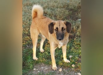 Fritz, geb. ca. 05/2022, lebt in GRIECHENLAND, im städt. Tierheim Serres