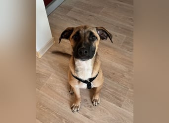 Dickie, geb. ca. 11/2025, lebt bei einer Familie in 46236 Bottrop