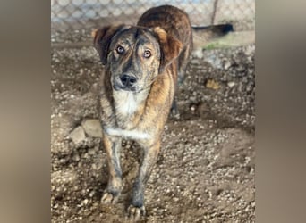 Fiyero, geb. ca. 07/2025, lebt in GRIECHENLAND, im städt. Tierheim Serres