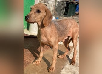 Tharu, geb. ca. 01/2024, lebt in GRIECHENLAND, im städt. Tierheim Serres, Vermittlungshilfe