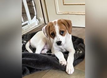 Sprite, geb. ca. 11/2025, lebt in GRIECHENLAND, auf einer privaten Pflegestelle