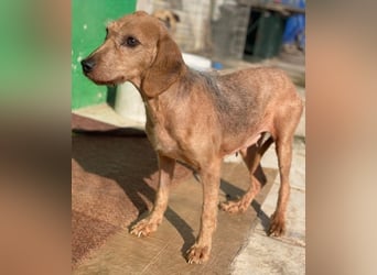 Tharu, geb. ca. 01/2024, lebt in GRIECHENLAND, im städt. Tierheim Serres, Vermittlungshilfe