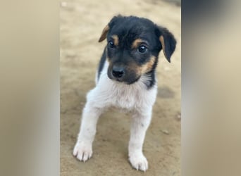 Caien, geb. ca. 10/2025, lebt in GRIECHENLAND, auf einer privaten Pflegestelle