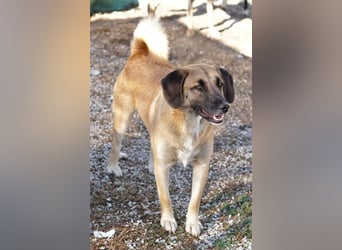 Fritz, geb. ca. 05/2022, lebt in GRIECHENLAND, im städt. Tierheim Serres
