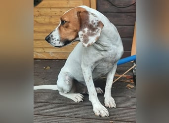 Zack, geb. ca. 10/2022, lebt auf einer Pflegestelle in 23556 Lübeck