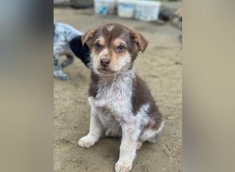 Krysante, geb. ca. 10/2025, lebt in GRIECHENLAND, auf einer privaten Pflegestelle