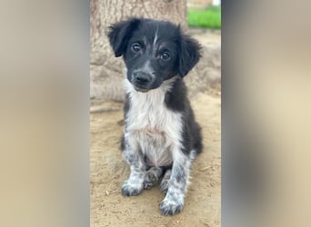 Vayla, geb. ca. 10/2025, lebt in GRIECHENLAND, auf einer privaten Pflegestelle