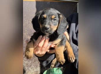 Loxie, geb. 12/2025, lebt in GRIECHENLAND, auf einer privaten Pflegestelle