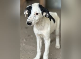 Dani, geb. ca. 02/2026, lebt in GRIECHENLAND, im städt. Tierheim Serres