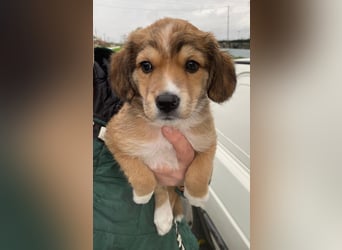 Barnes, geb. ca. 10/2025, lebt in GRIECHENLAND, im städt. Tierheim Serres