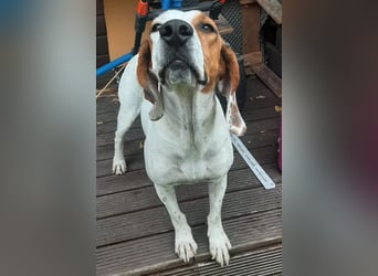 Zack, geb. ca. 10/2022, lebt auf einer Pflegestelle in 23556 Lübeck