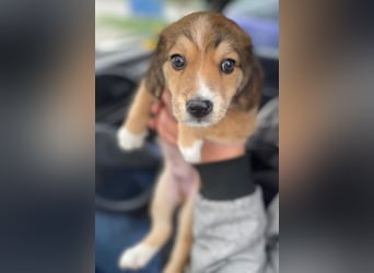 Barnes, geb. ca. 10/2025, lebt in GRIECHENLAND, im städt. Tierheim Serres