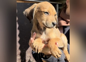 Lorex, geb. ca. 12/2025, lebt in GRIECHENLAND, auf einer privaten Pflegestelle