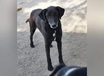 Chelion, geb. ca. 11/2018, lebt in GRIECHENLAND, im städt. Tierheim Serres