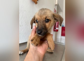 Ronja, geb. ca. 04/2026, lebt in GRIECHENLAND, auf einer privaten Pflegestelle