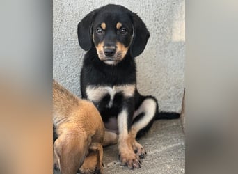 Luise, geb. ca. 05/2026, lebt in GRIECHENLAND, im städt. Tierheim Serres