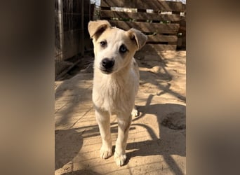 Maple, geb. ca. 12/2025, lebt auf einer Pflegestelle in 52531 Übach-Palenberg