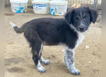 Vayla, geb. ca. 10/2025, lebt in GRIECHENLAND, auf einer privaten Pflegestelle