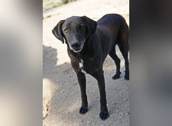 Chelion, geb. ca. 11/2018, lebt in GRIECHENLAND, im städt. Tierheim Serres