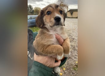 Barnes, geb. ca. 10/2025, lebt in GRIECHENLAND, im städt. Tierheim Serres