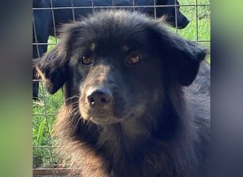 Kayra, geb. ca. 09/2018, lebt in GRIECHENLAND, im städt. Tierheim Serres