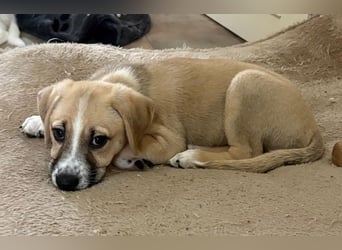 Cola, geb. ca. 11/2025, lebt in GRIECHENLAND, auf einer privaten Pflegestelle