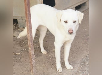 Gianna, geb. ca. 02/2022, lebt in GRIECHENLAND, im städt. Tierheim Serres