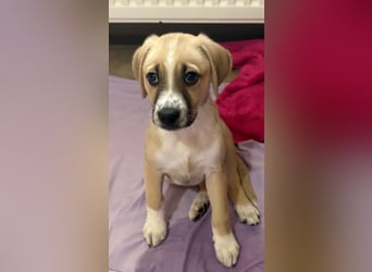 Cola, geb. ca. 11/2025, lebt in GRIECHENLAND, auf einer privaten Pflegestelle