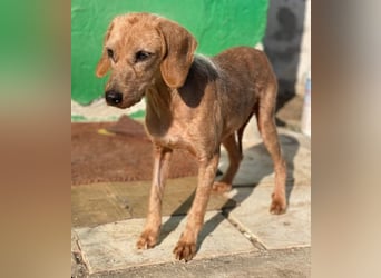 Tharu, geb. ca. 01/2024, lebt in GRIECHENLAND, im städt. Tierheim Serres, Vermittlungshilfe